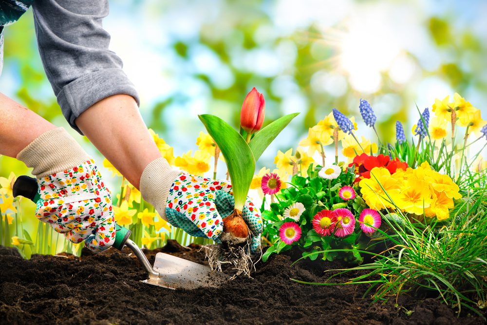Tutte le declinazioni del giardino…